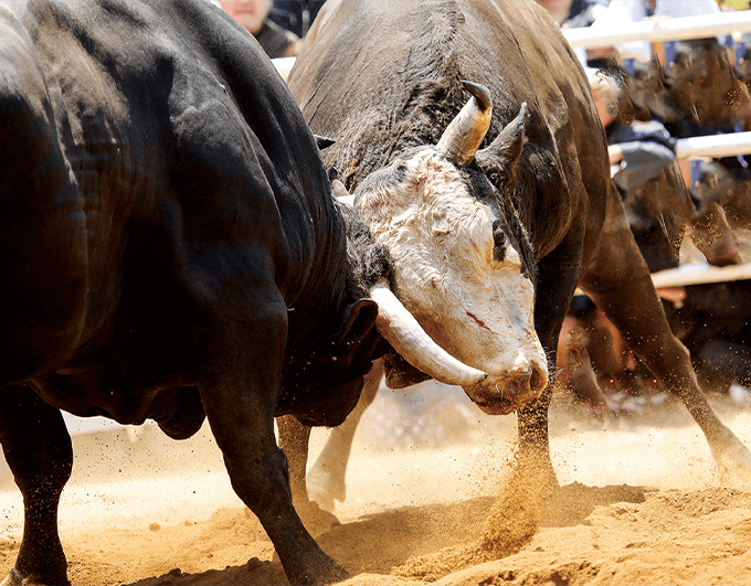 Pemba Bull Fighting Tour